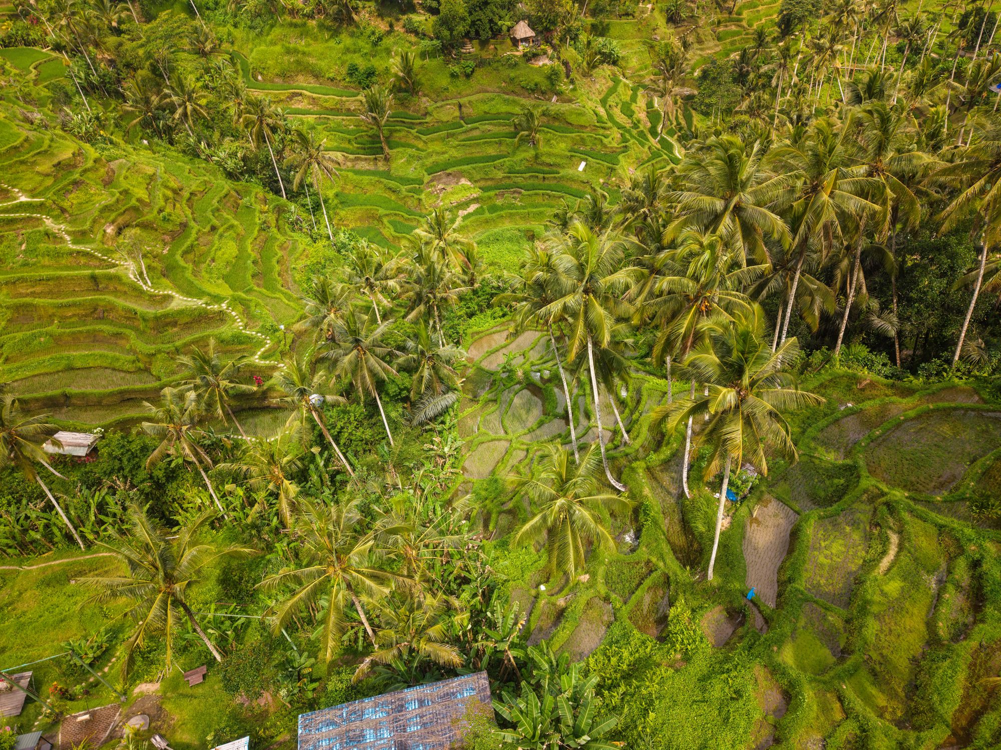 Aerial view of the lush green Tegallalang rice terraces near Ubud, Bali