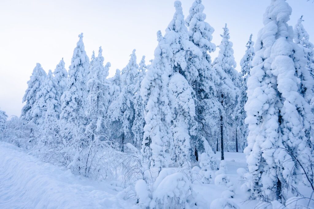 Snowy forest in Finnish Lapland