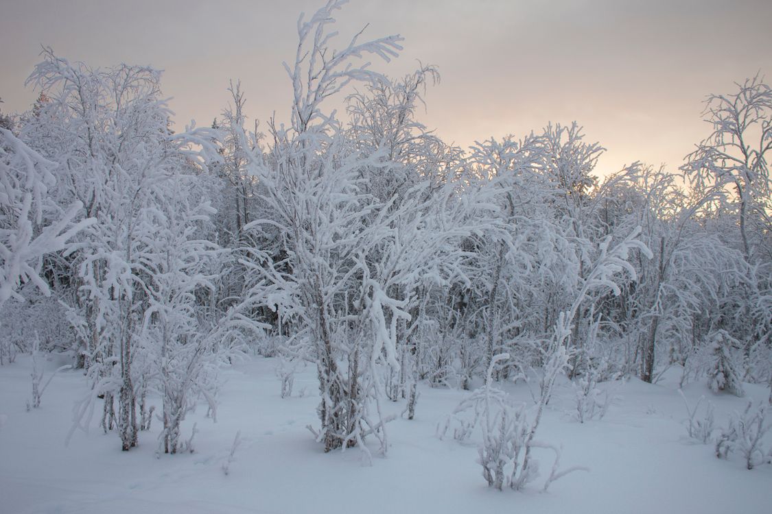 Finnish Lapland