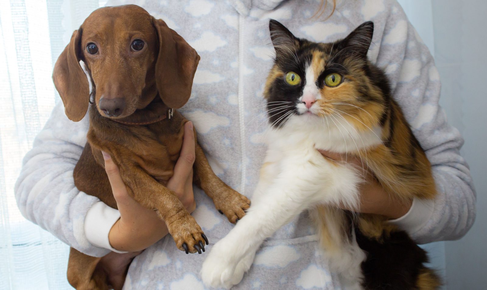 Pet Wellness Essentials