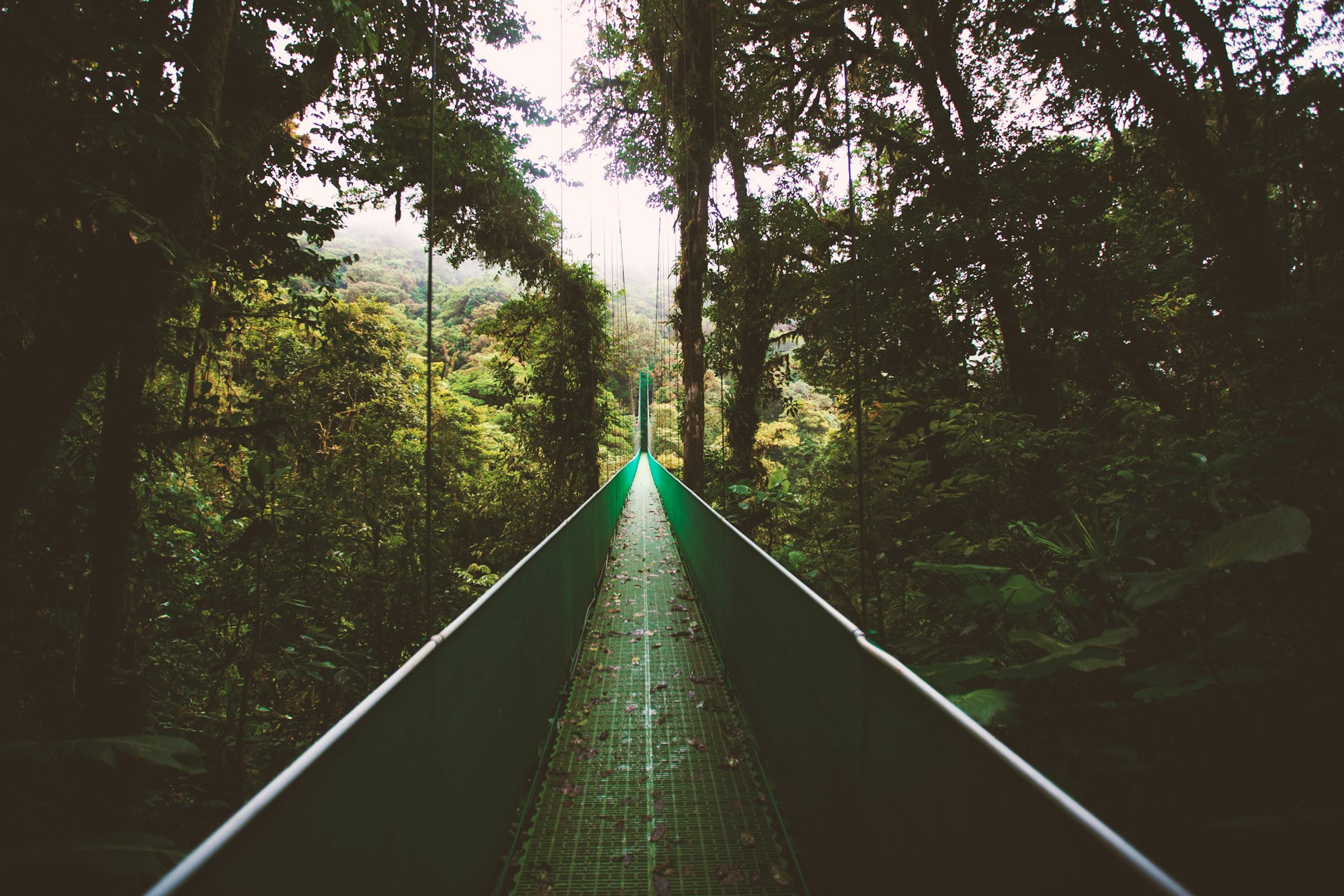Hanging bridge leading through dense green cloud forest in Monteverde, Costa Rica