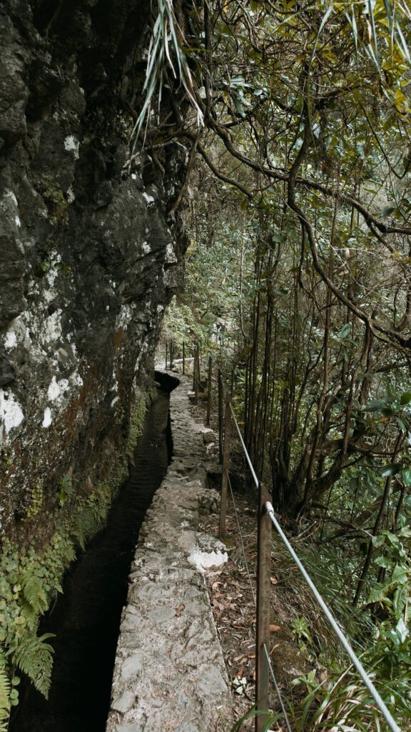 Levada walkway along a forested cliff in Madeira's laurel forest